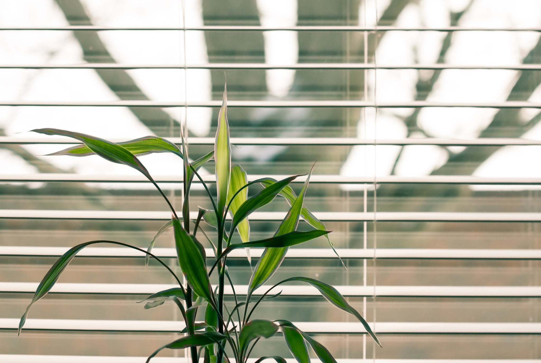 5 benefits to setting your blinds on a schedule